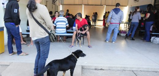 Em Jundiaí, castrações de cães e gatos cresceram 92%