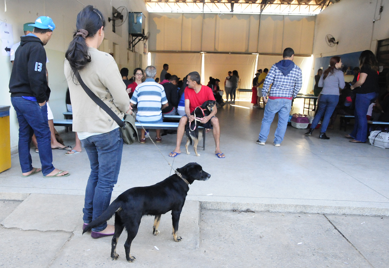 Em Jundiaí, castrações de cães e gatos cresceram 92%