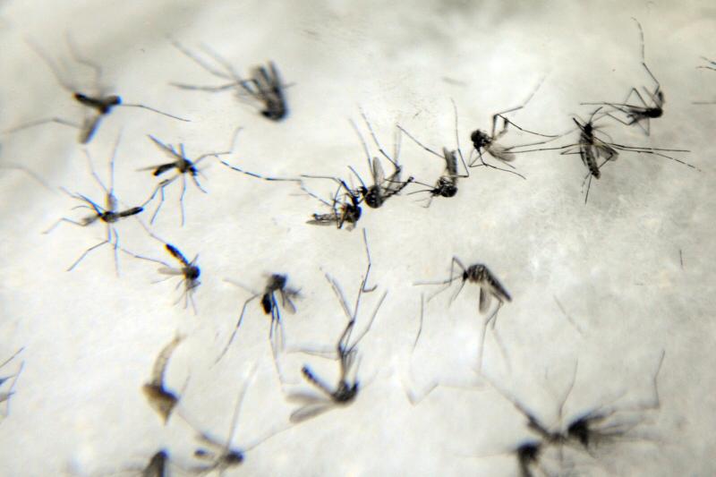 Dengue avança 200% no município de Vinhedo e acende alerta