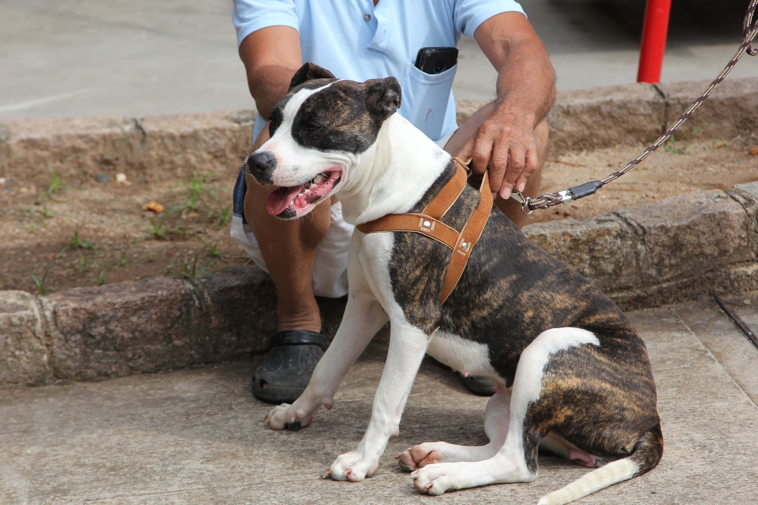 Prefeitura promoverá mais uma etapa de castração gratuita de animais