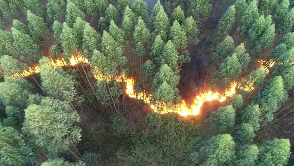 Incêndio atinge área de mata em Vinhedo