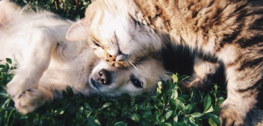 Cidade abre inscrições para eleição do Conselho Municipal do Bem-Estar dos Animais